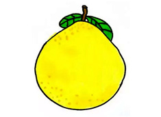 柚子簡筆畫上色圖片