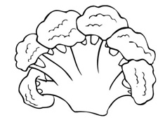 花菜菜花簡(jiǎn)筆畫圖片