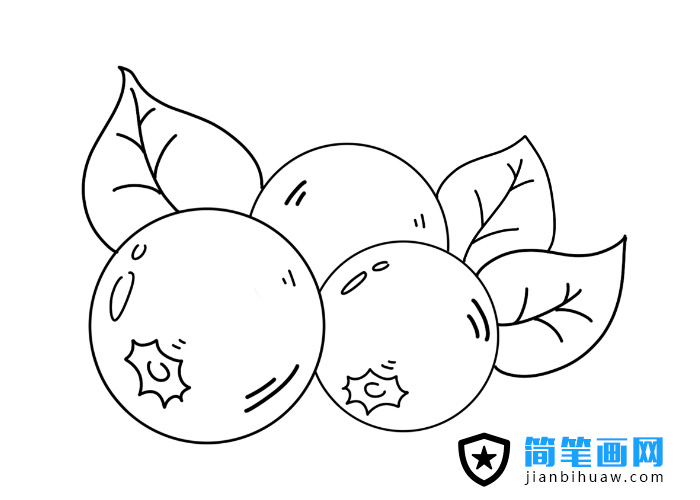 藍(lán)莓簡(jiǎn)筆畫(huà)圖片含上色