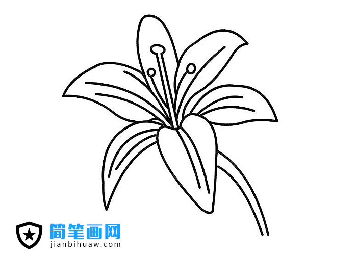 百合花花朵簡(jiǎn)筆畫(huà)圖片