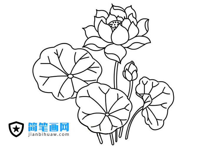 荷花荷葉簡筆畫圖片