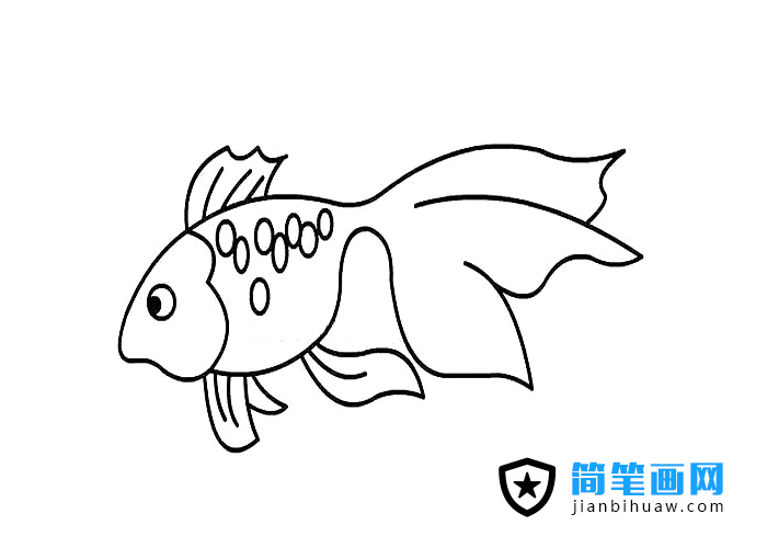 一只漂亮的金魚簡(jiǎn)筆畫圖片