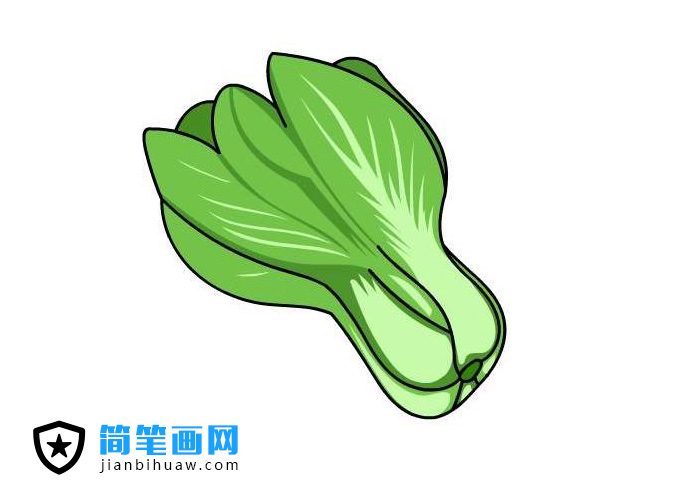 簡(jiǎn)單又好看的小青菜簡(jiǎn)筆畫圖片