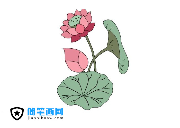 荷花簡筆畫圖片含上色